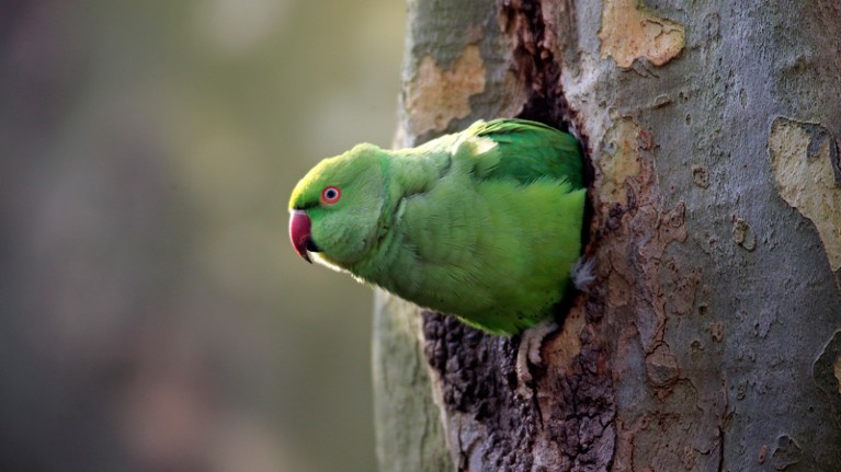 Rose-ringed Parakeet in a nesting hole