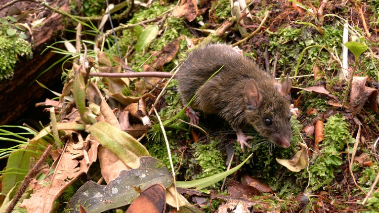 Mt Halcon forest mouse