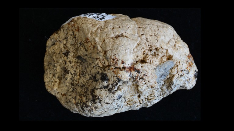 Coprolite with exposed bone fragment