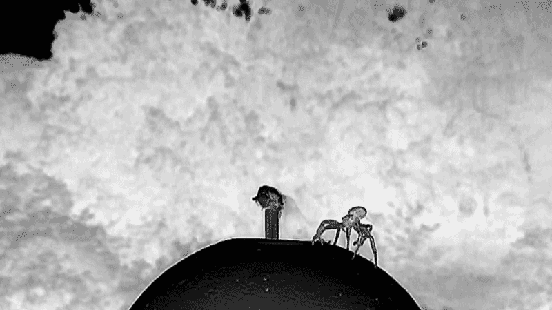 Negative video showing a crab spider's ballooning process