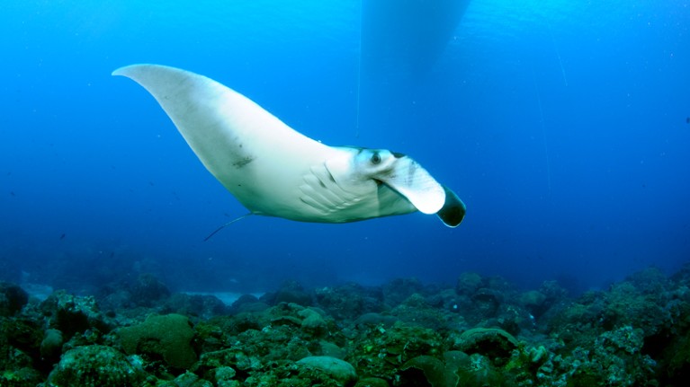 A juvenile manta at the Flower Garden Banks National Marine Sanctuary in the Gulf of Mexico