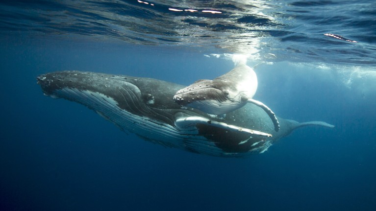 A humpback whale and her calf