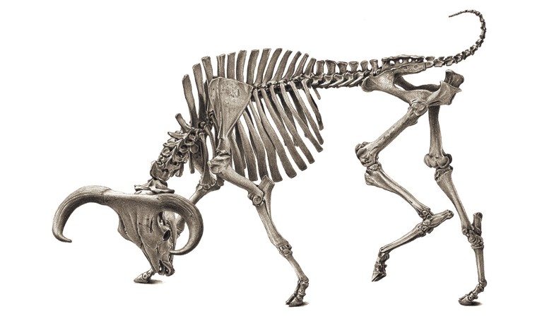 A black and white sketched illustration of an aurochs skeleton in a charging pose.