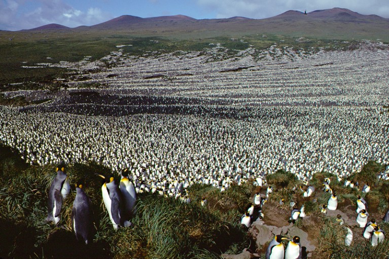 King penguin colony at IIle aux Cochons at its maximum population in 1982