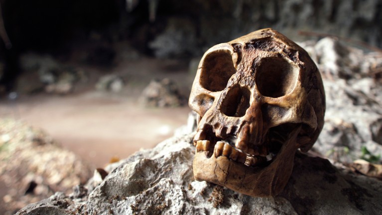Reconstructed Homo floresiensis skull in Liang Bua cave, Indonesia