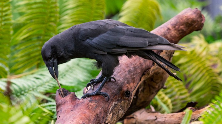 Hawaiian Crow (Corvus hawaiiensis) using stick tool to reach food