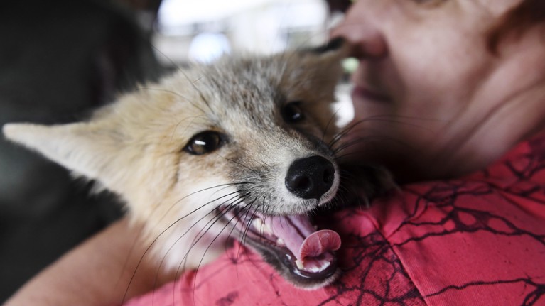 A man holds a domesticated fox