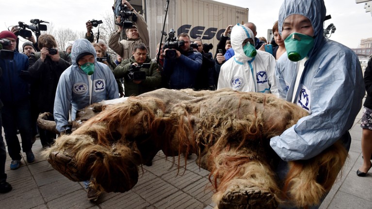 Workers carrying the body of a baby mammoth