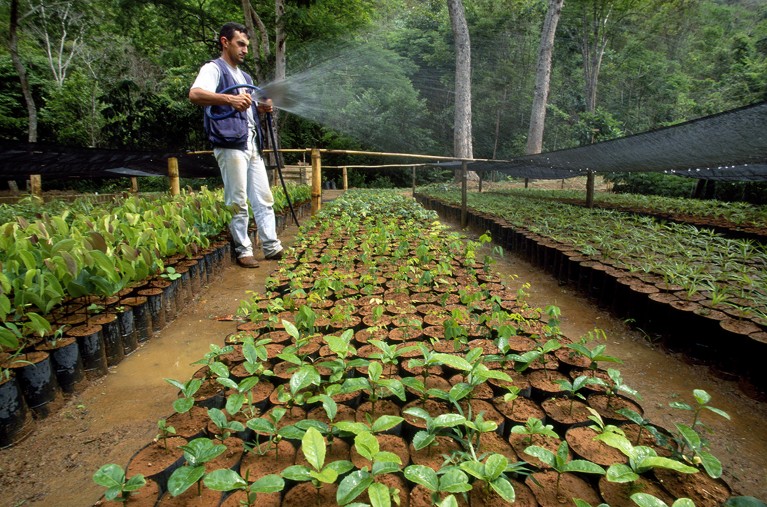 A man waters seedlings in a Brazilian nursery.