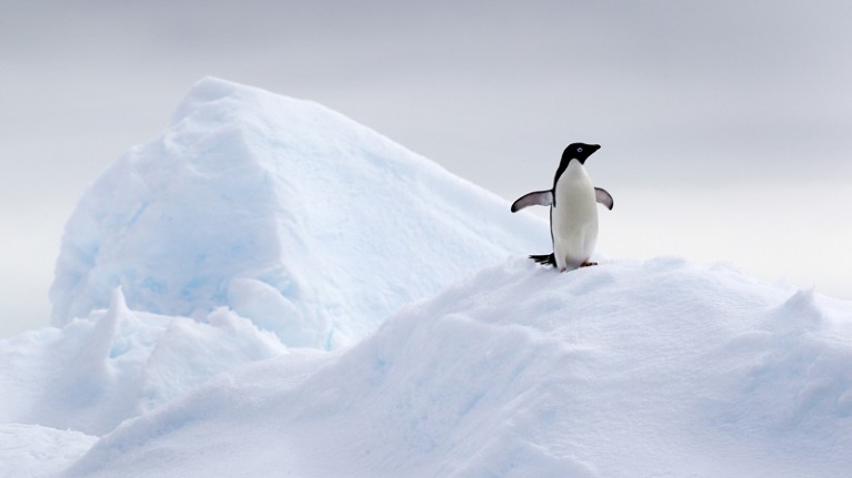 Adelie penguin on ice floe