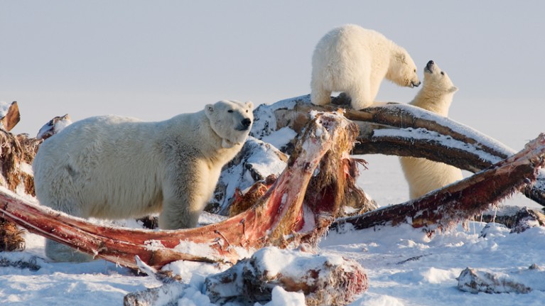 Polar bear and cubs scavenge bowhead whale carcass