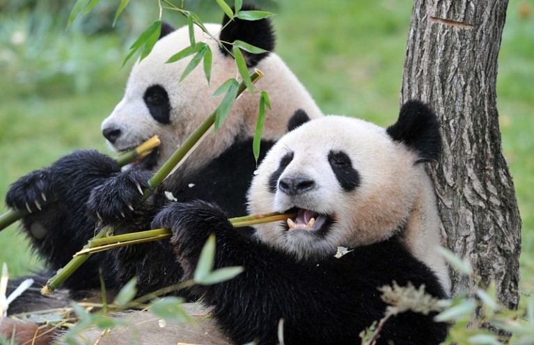 A male and female giant panda