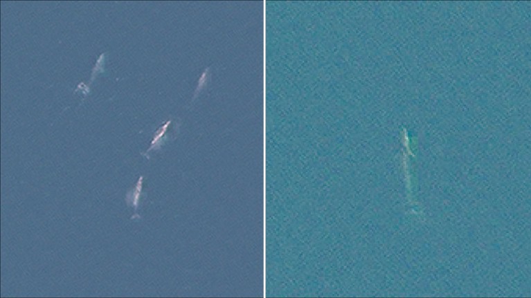 Grey and Fin whales seen in satellite images