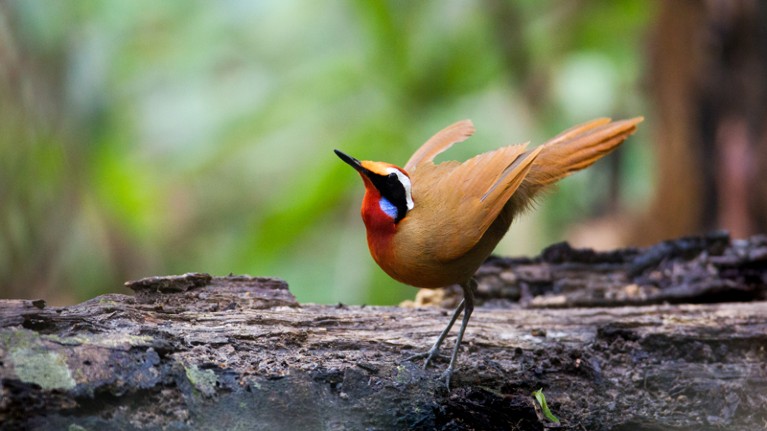 Rail-babbler bird in southern Thailand