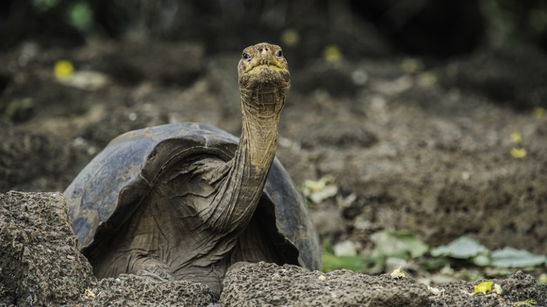 Lonesome George, a century-old tortoise