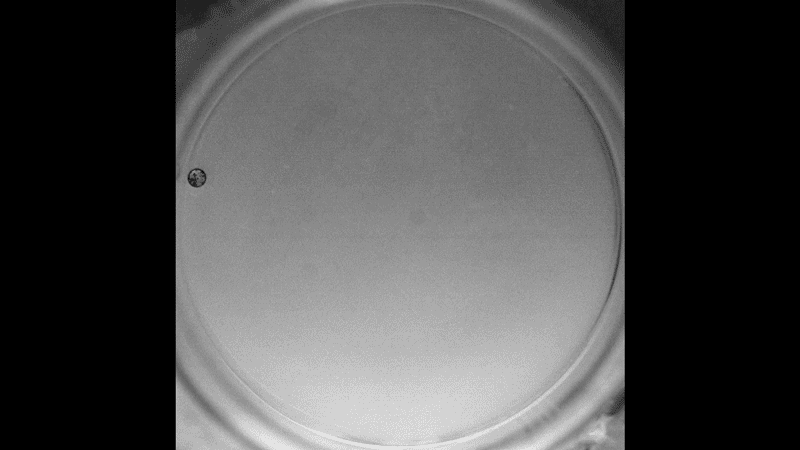 Trajectory of a self-propelled ethanol drop on a liquid nitrogen bath