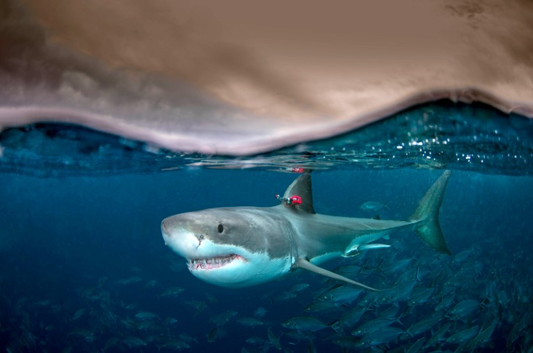 Underwater split image of a great white shark with a red tag attached to its dorsal fin