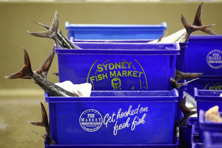 Fish tails sticking out of blue containers labelled "Sydney Fish Market" and "Get hooked on fresh fish"