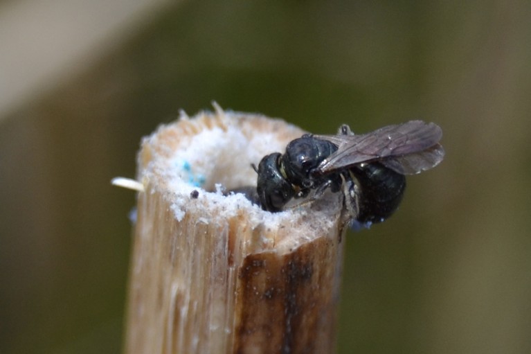 Female Ceratina Nigroolabiata bee arriving at nest
