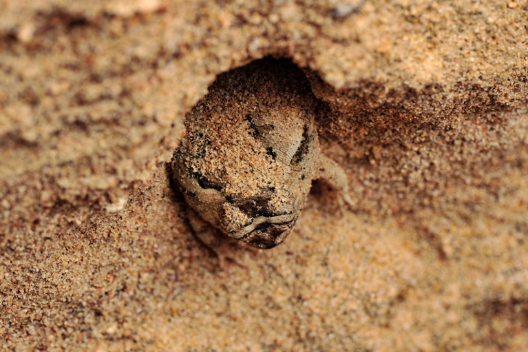 Aestivating frog partially buried in the sand of a river bed