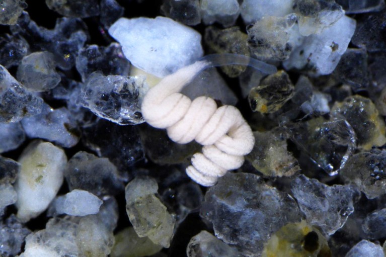 Paracatenula marine flatworm