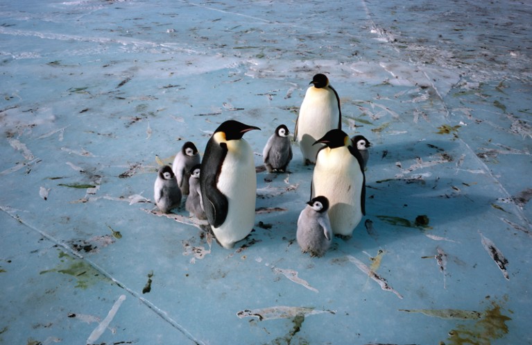 Emperor penguin adults and chicks sitting on sea ice