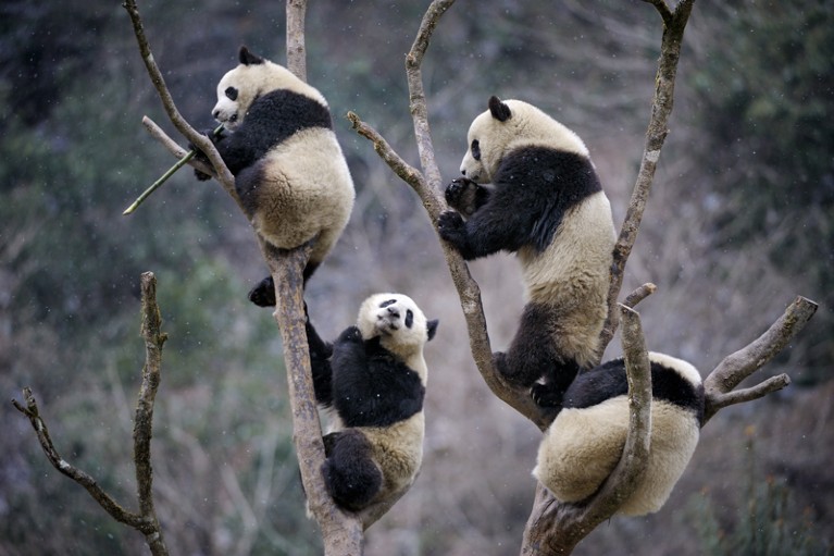 Four subadult Giant pandas climbing in tree
