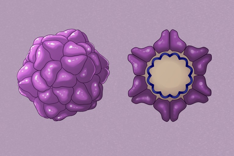 Illustration of a Redondovirus Virion
