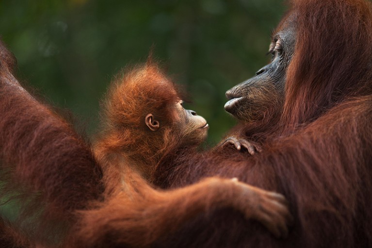 Sumatran Orangutan, female baby, named Sandri, with her twenty-two year old mother, named Sandra,