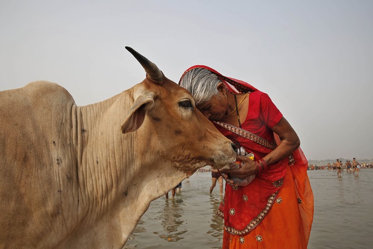 Image of a Woman and Cow