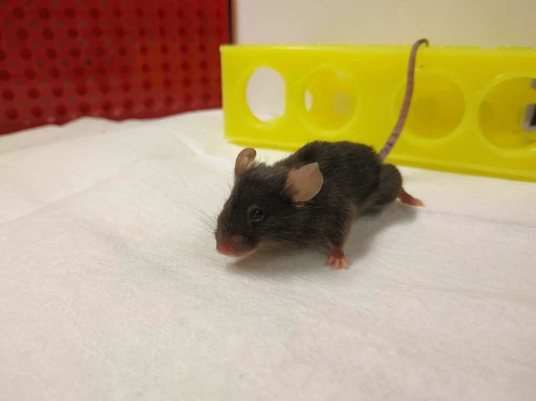 Mouse on rapamycin diet