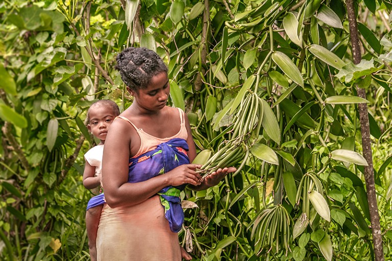 A Malagasy farmer and her son in a plantation of vanilla near Sambava, east of Madagascar