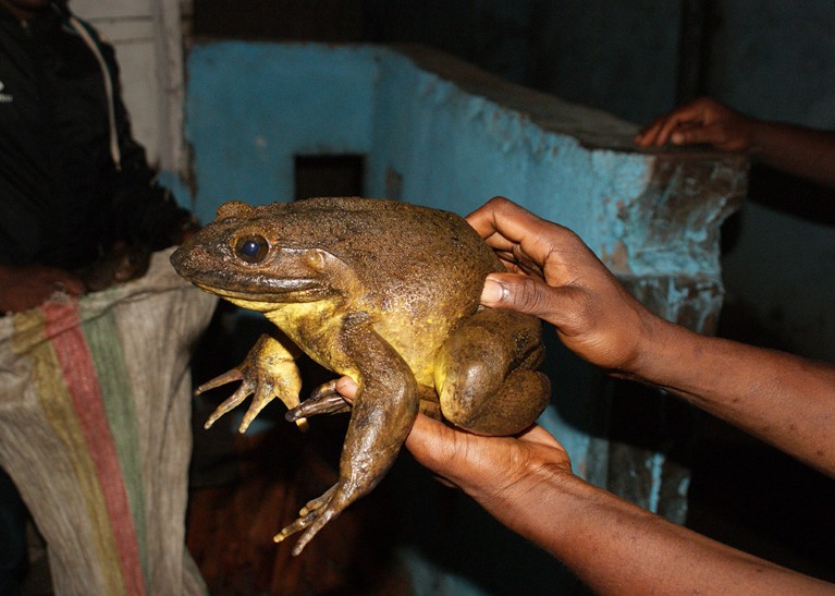 Adult Goliath Frog caught by a local froghunter