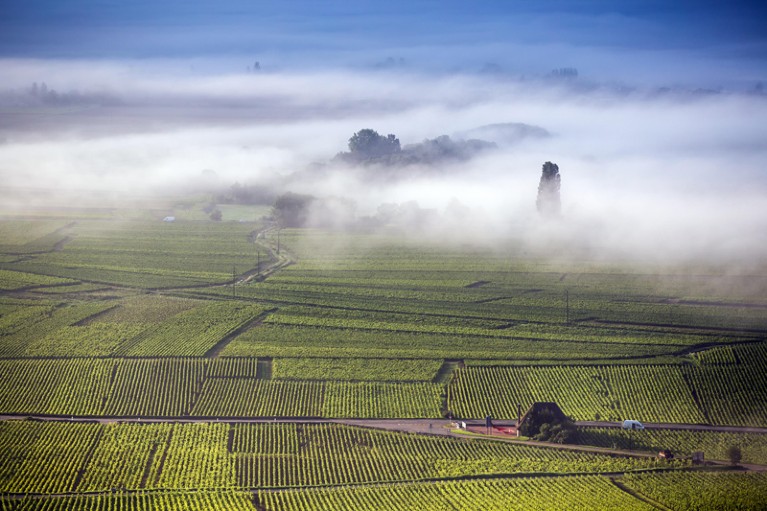 Aerial view on a misty day over vineyards in Côte de Beaune, Burgundy, France.