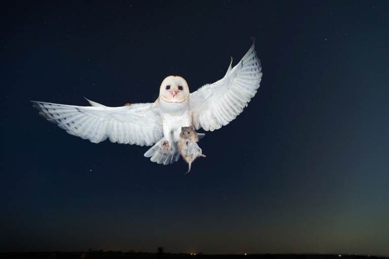 A white winged barn owl flies at night holding a rodent in its claws.
