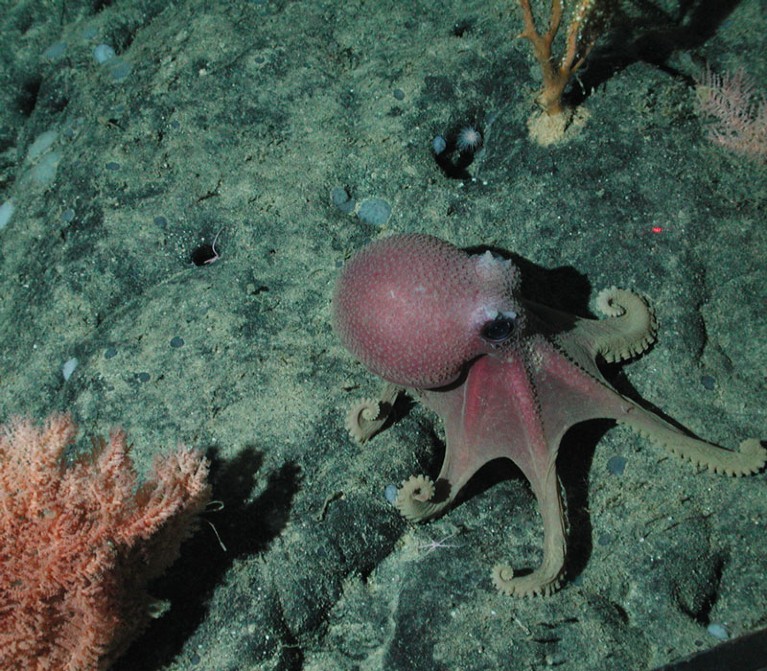 Octopus (Graneledone boreopacifica).