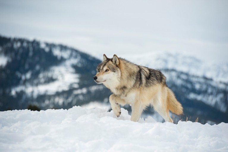 Grey Wolf walking through snowy mountains