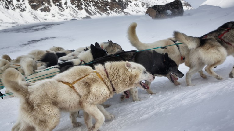 Dog sledding in Greenland.