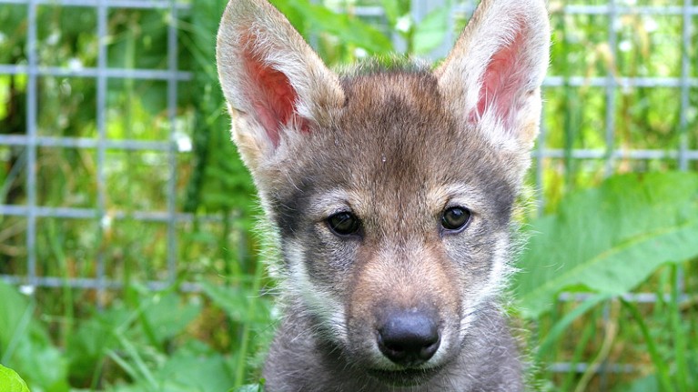 Wolf puppy named Flea, who comes from a non-fetching litter born in 2015.