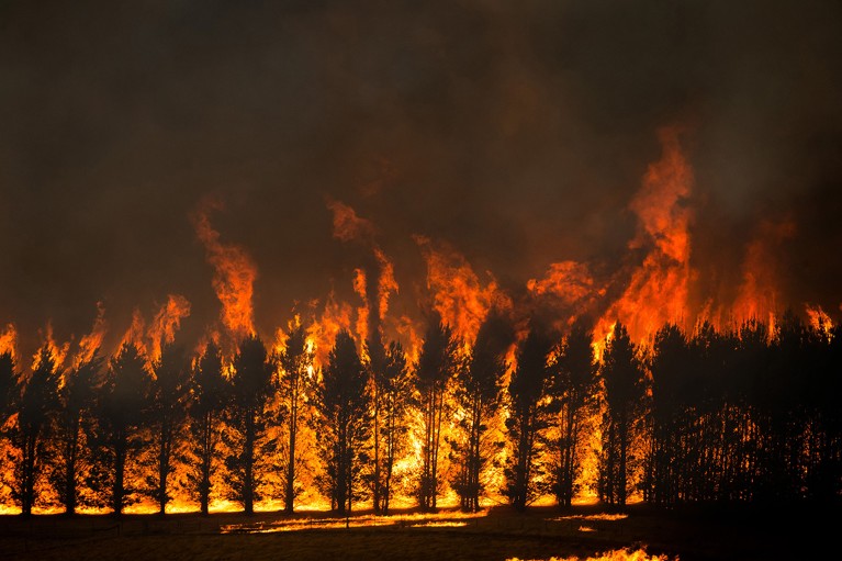 The Dunns Road Fire crowns the tops of a trees close near Maragle, Australia