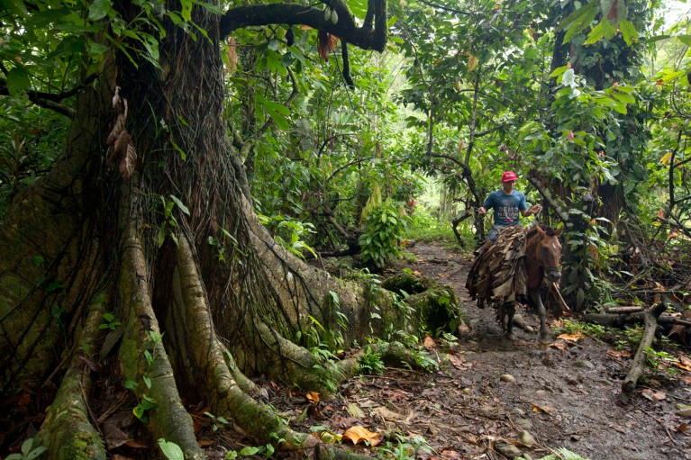 A man rides a horse through rainforest in the Talamanca mountains