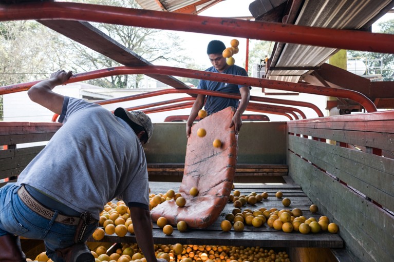 Two workers unload oranges from a truck at a weighing facility in the town of Axtla de Terrazas, San Luis Potosi, Mexico