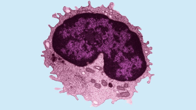 Colour-enhanced transmission electron micrograph of a lymphocyte (a type of white blood cell) from a rat.