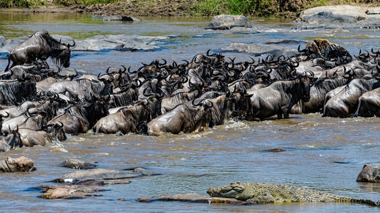 Crowd of wildebeest up to their shoulders in water with crocodile in foreground.