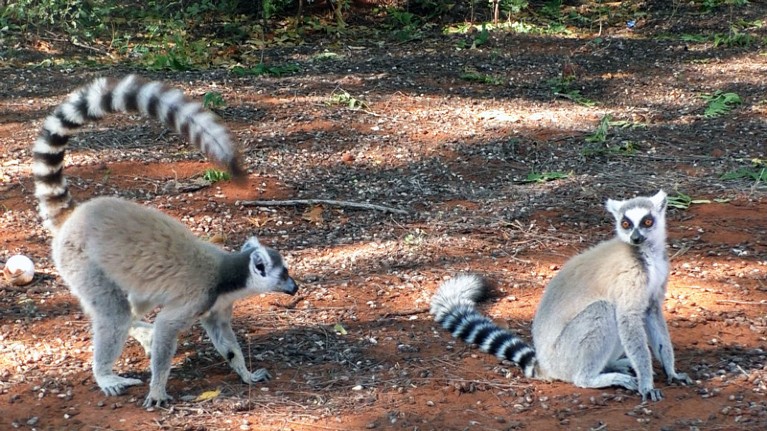 One lemur waves its tale at another seated lemur