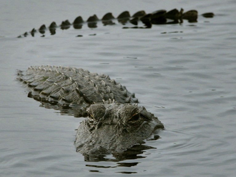 An alligator partially submerged in water.