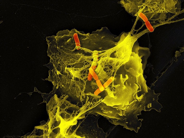Neutrophil cell trapping bacteria, seen using a scanning electron microscope.