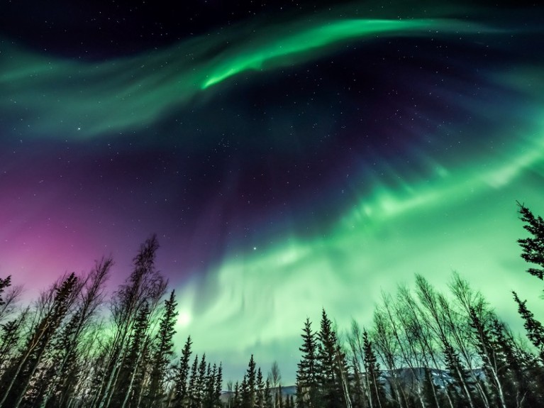 Aurora borealis over tree line in Fairbanks, Alaska.
