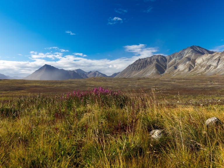 A stretch of tundra covered in grasses, with mountains in the distance.