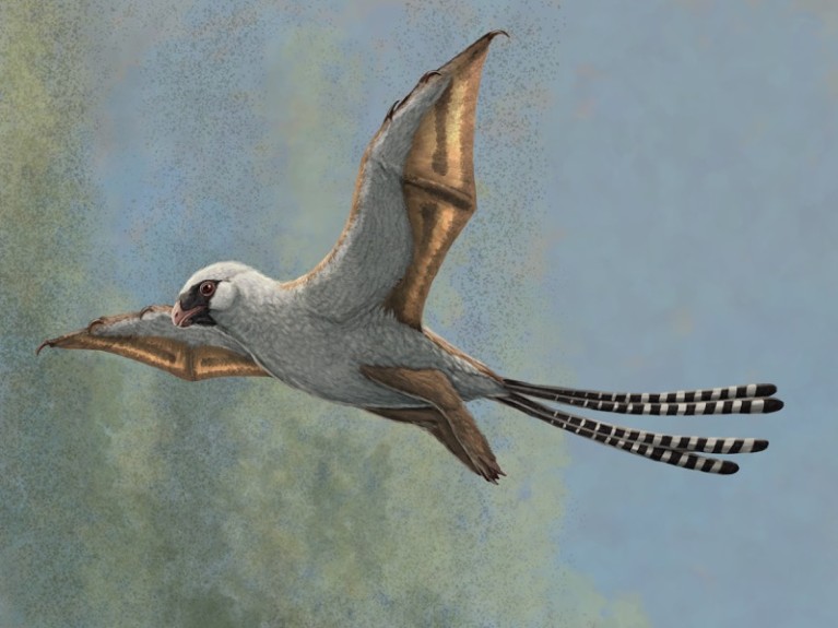 Illustration showing a reconstruction of Ambopteryx in a glide.